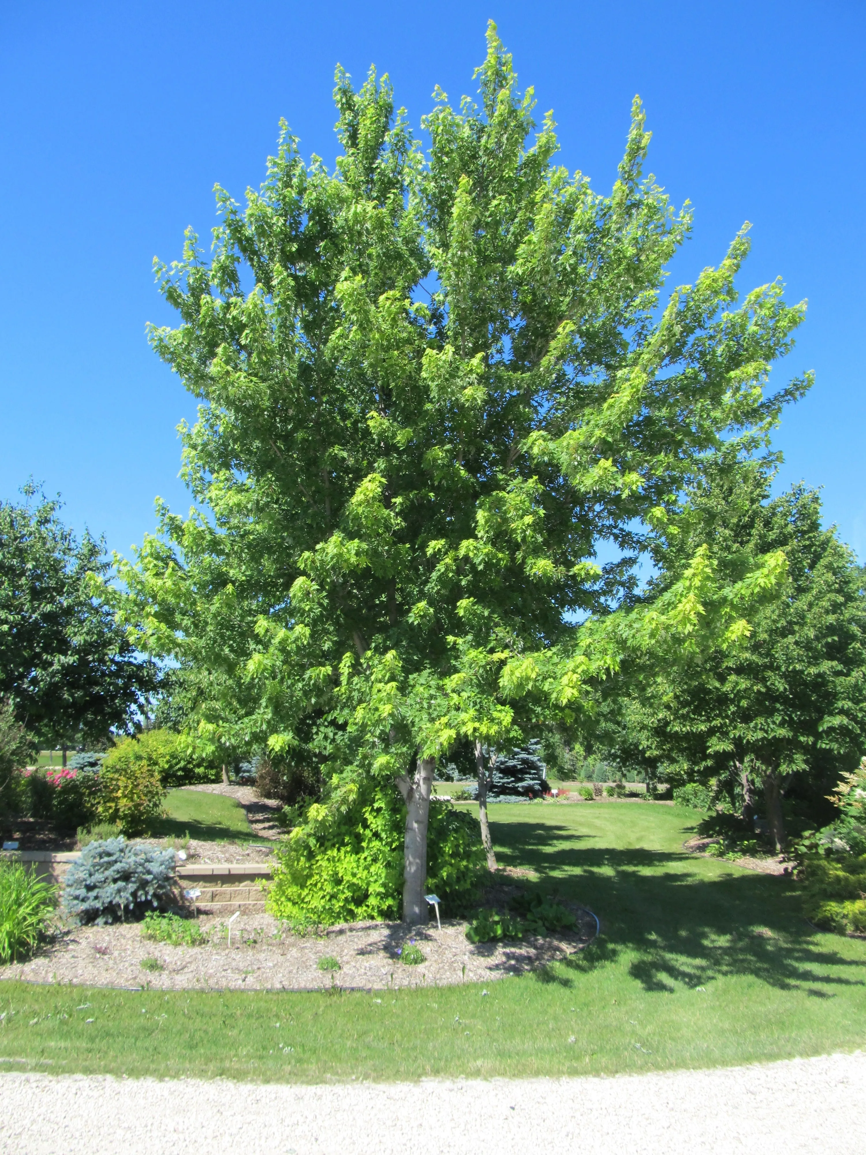 Maple: 'Silver Cloud' - 7 Gal (Bl)