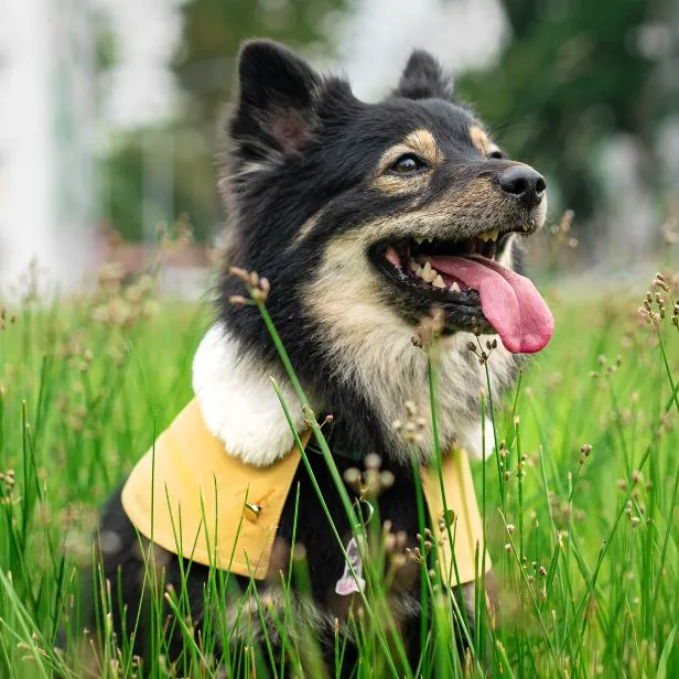 White Faux Fur Trench Coat in Goldenrod